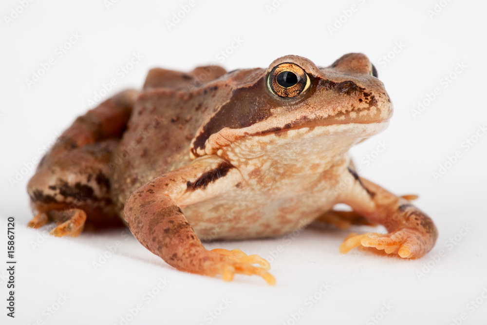 Grasfrosch Frosch Kröte Stock-Foto | Adobe Stock