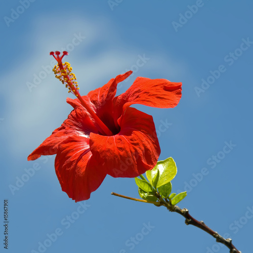 rote Hibiskusblüte
