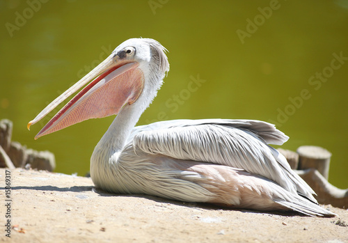 Pelecanus rufescens -  Pink-backed Pelica photo