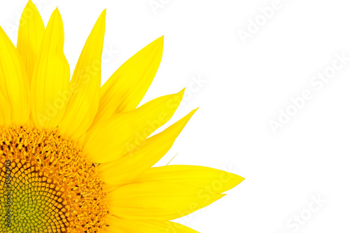 Quarter of the sunflower isolated on white