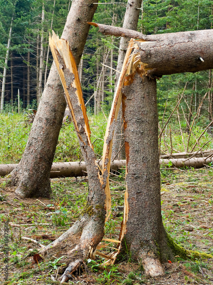 Sturmschaden. Bäume im Wald nach Sturm. Sturmschaden. Bäume im Wald nach Sturm.
