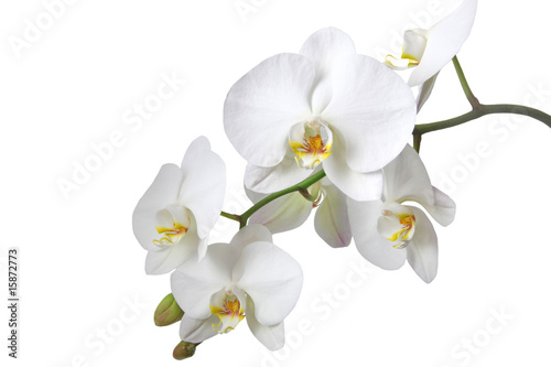 Orchidee photo