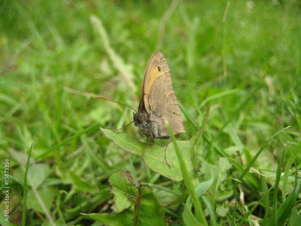 Schmetterling im Gras Schmetterling im Gras