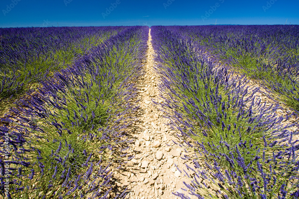 Fototapeta premium lavender field, Plateau de Valensole, Provence, France