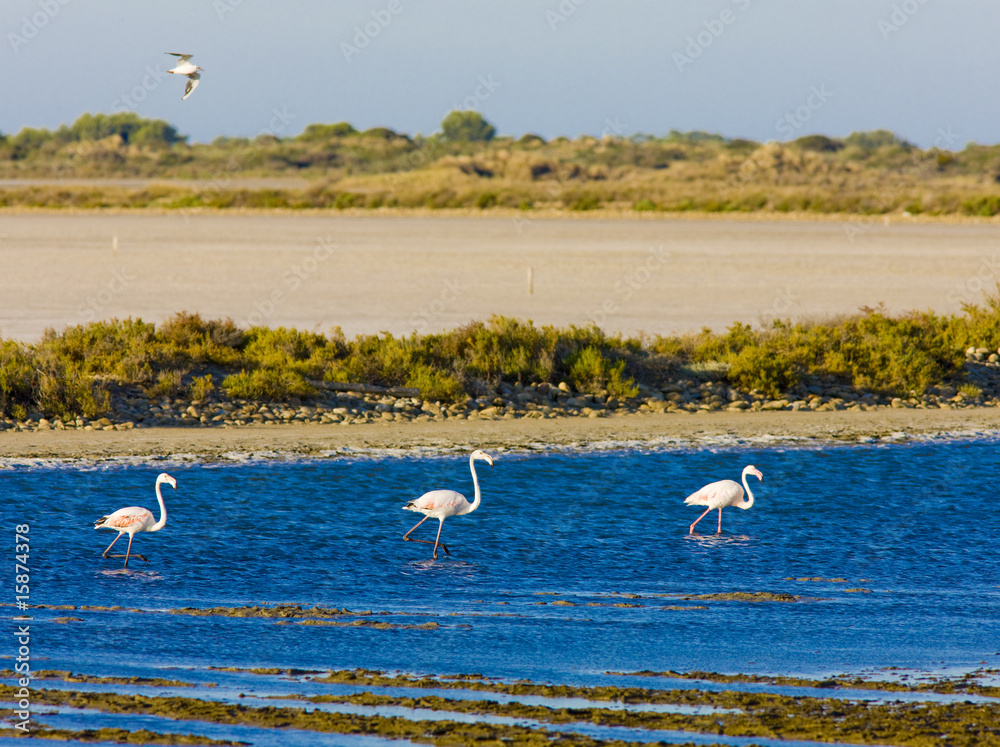 Obraz premium flamingos, Parc Regional de Camargue, Provence, France
