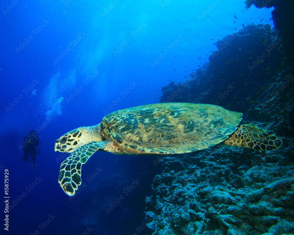 Turtle and Scuba Diver