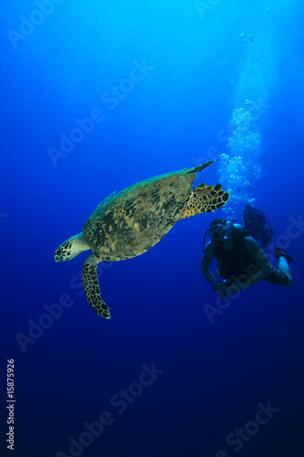 Turtle and Scuba Divers