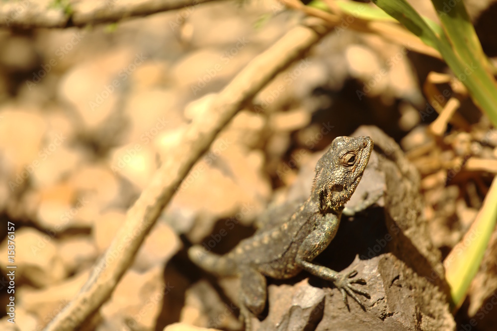 Lizard looking up on Table Mountain, South Africa Lizard looking up on Table Mountain, South Africa
