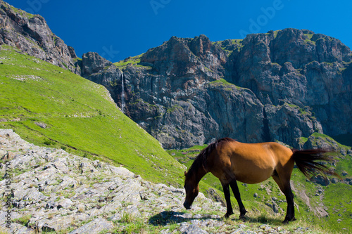 Horse in mountain in front of waterfall