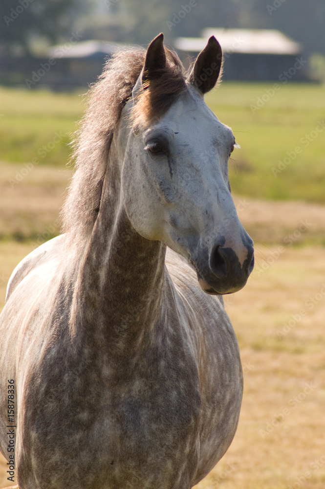white horse with blurred background