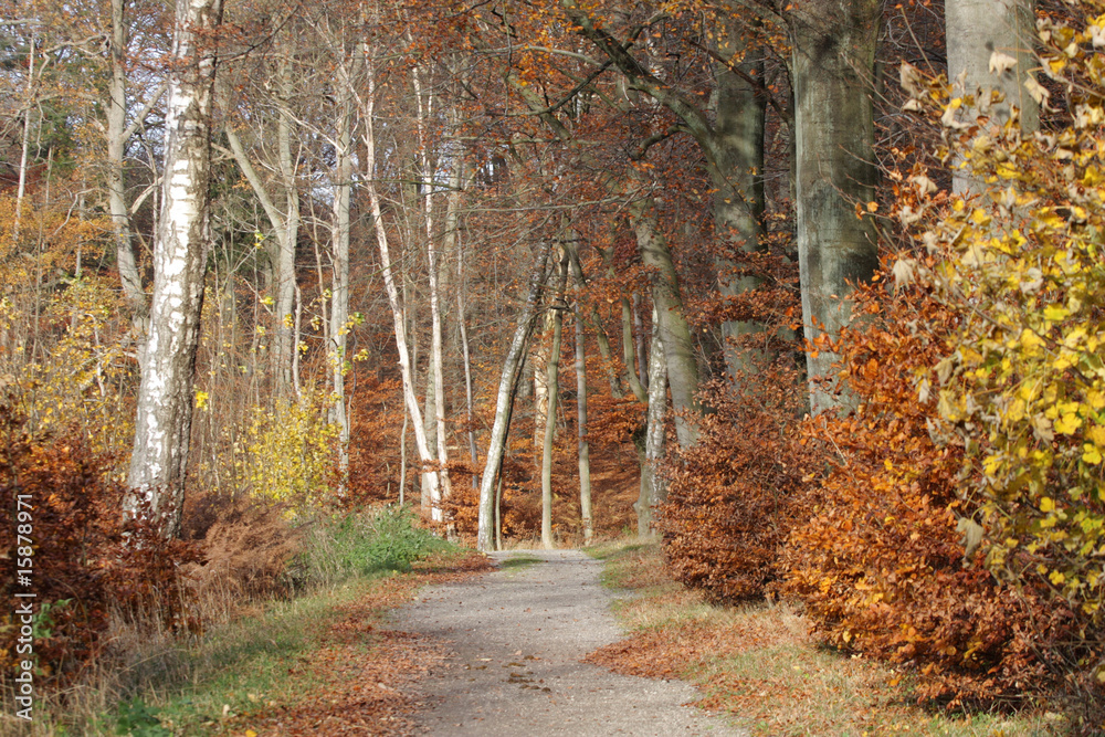 Autumn forest