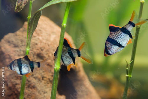 Aquarium fish - barbus tetrazona photo