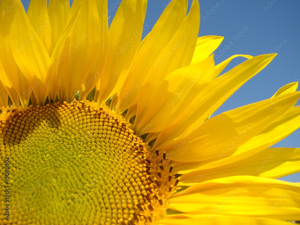 Naklejka premium Sunflower