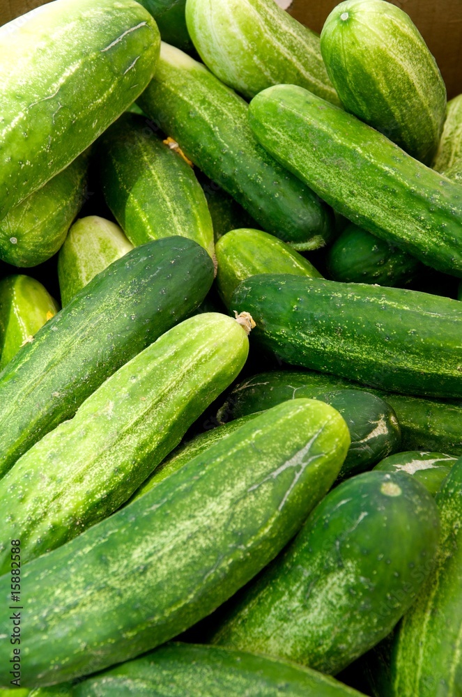 Cucumbers Cucumbers