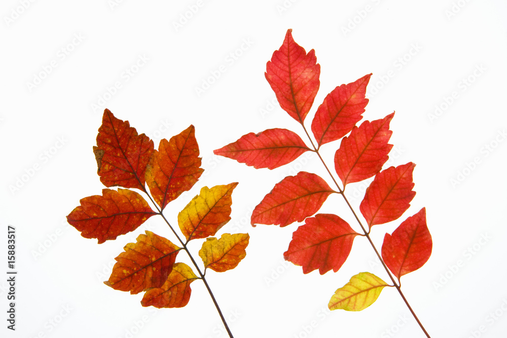 Fototapeta premium ヌルデ