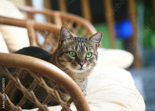 Cat in an armchair.