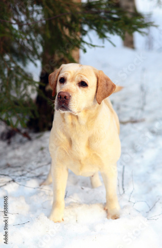 Dog in snow.