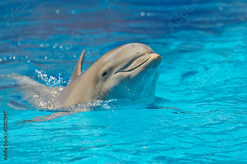 dolphin photo