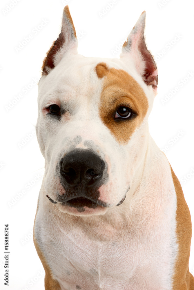 American Staffordshire terrier on white background American Staffordshire terrier on white background
