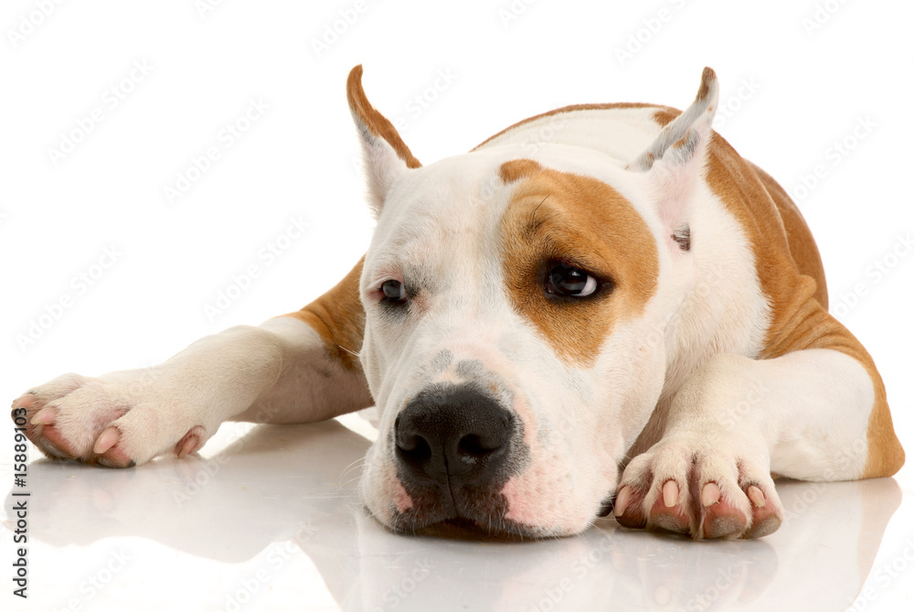 American Staffordshire terrier on white background