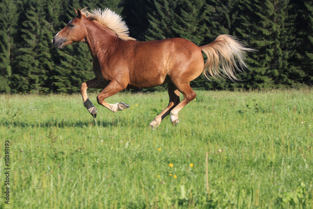 Obraz premium galoppierender haflinger