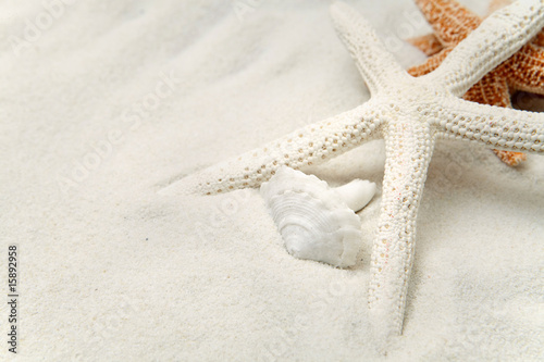 Starfish In The Sand