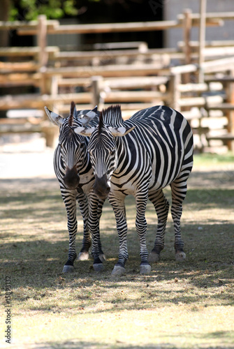 Couple of Equus quagga boehmi - zebra di grant photo