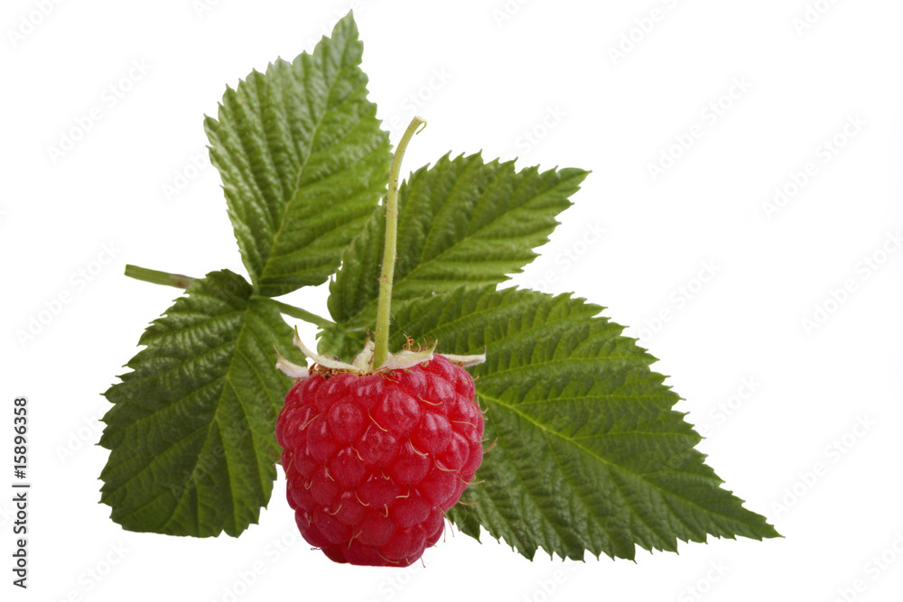 raspberry raspberry