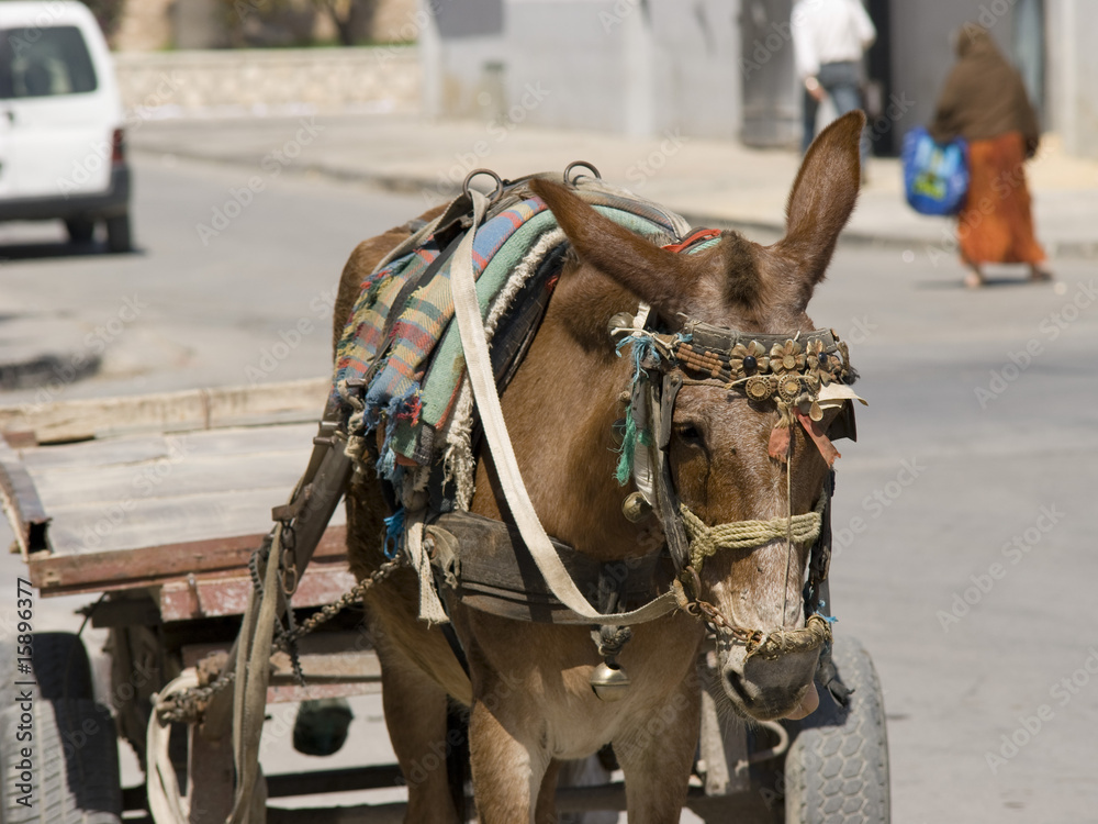 Donkey Tunisia
