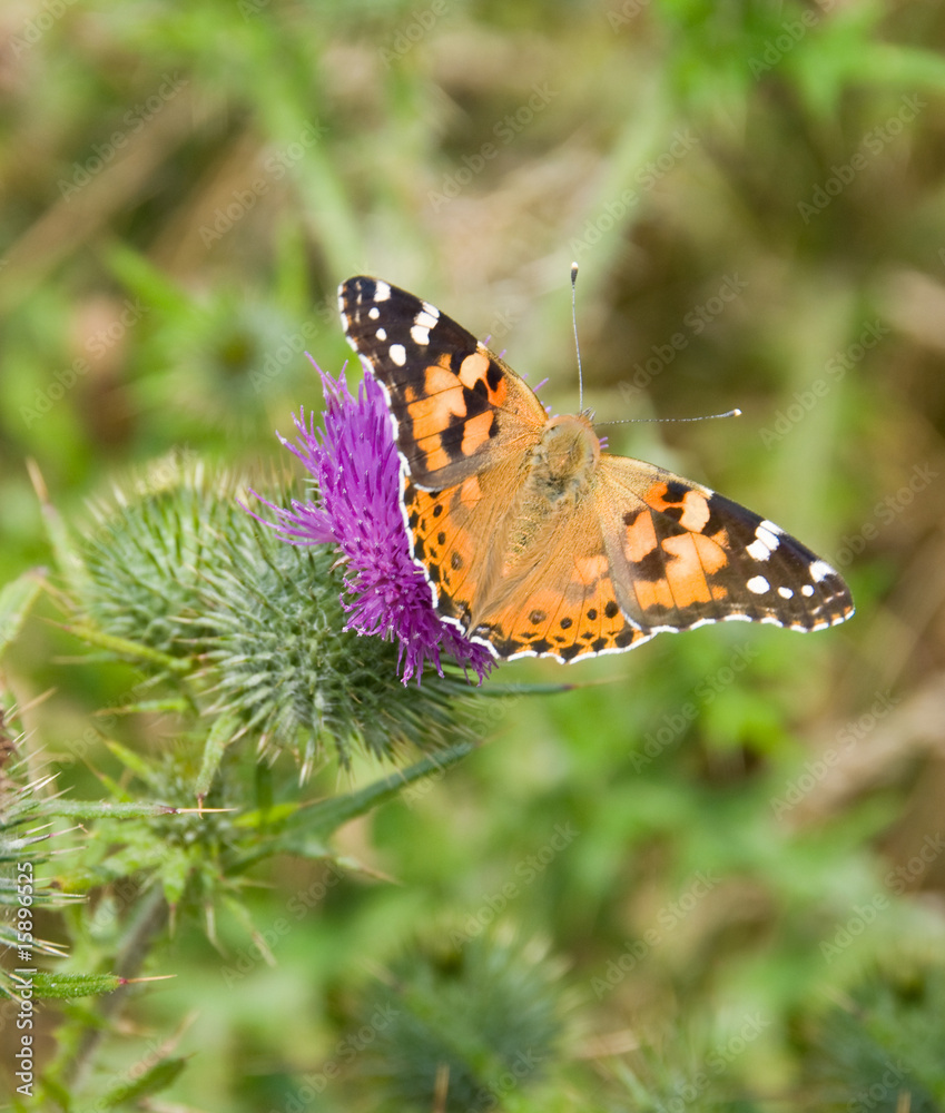 Obraz premium Schmetterling auf Diestel