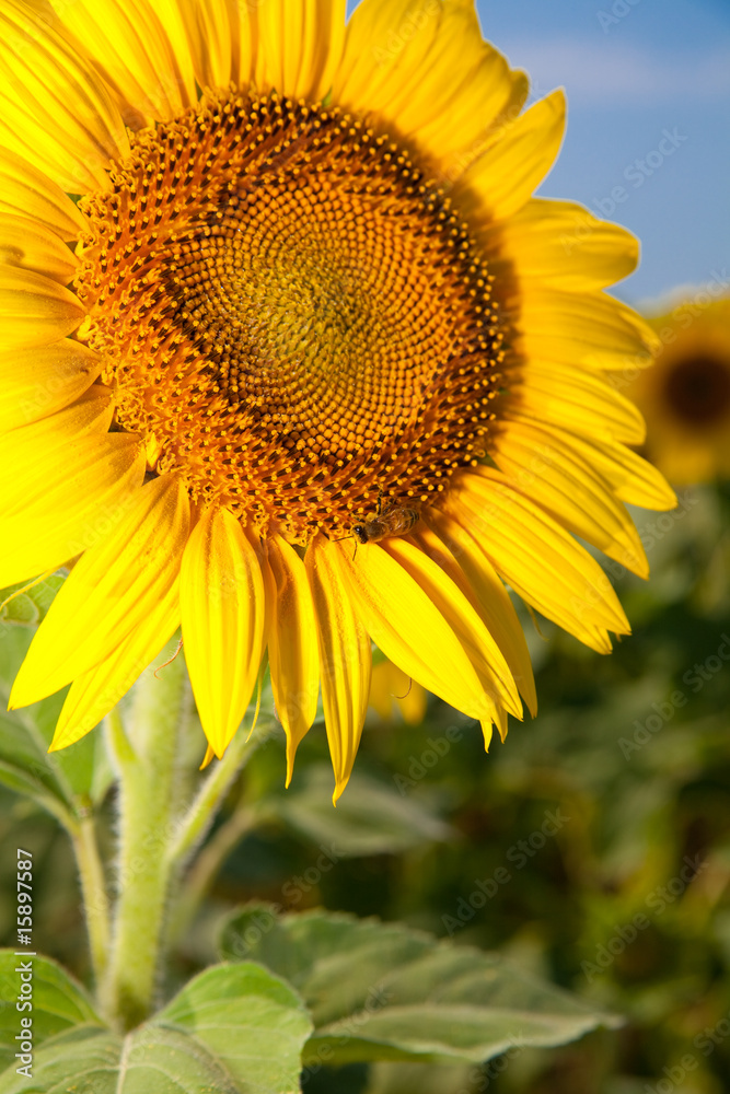 girasole girasole
