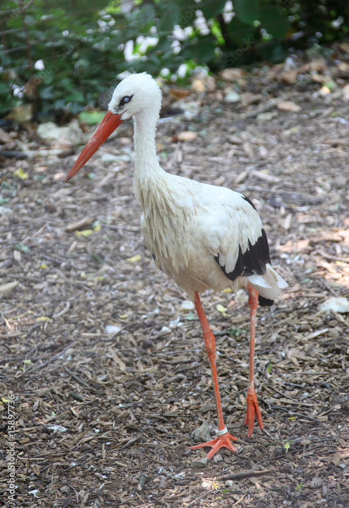 Fototapeta premium Ciconia ciconia - White Stork