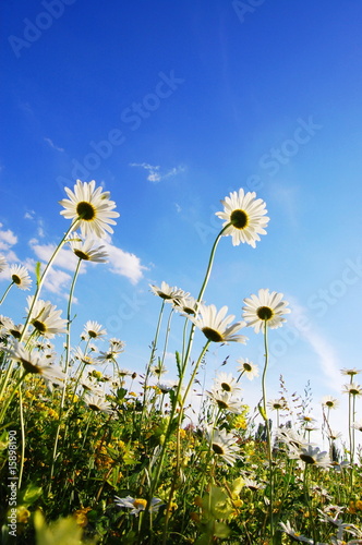 flower in summer under blue sky