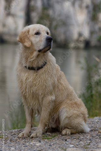 Bild auf Leinwand Golden Retriever