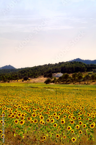 Sunflowers field and farmhouse