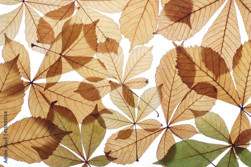 Autumn leaves Autumn leaves