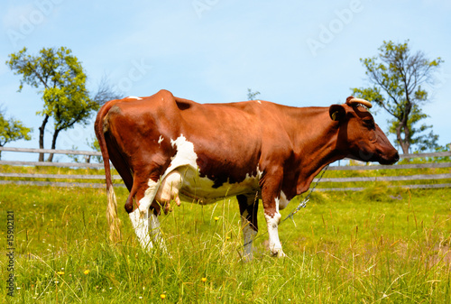Red Cow on pasture