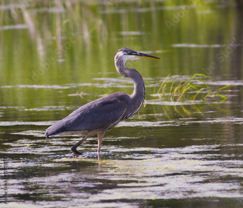 great blue heron standing