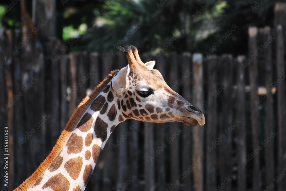 Obraz premium giraffa