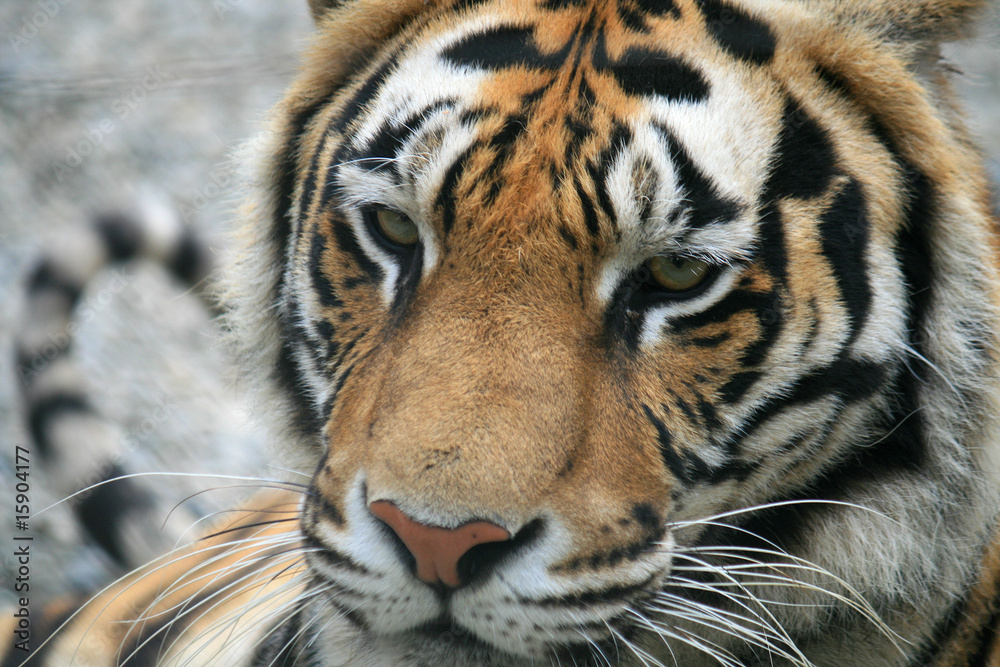 Fototapeta premium tiger