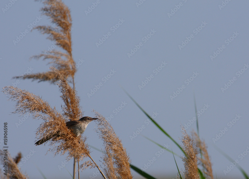 Fototapeta premium Reed-bed bird resting