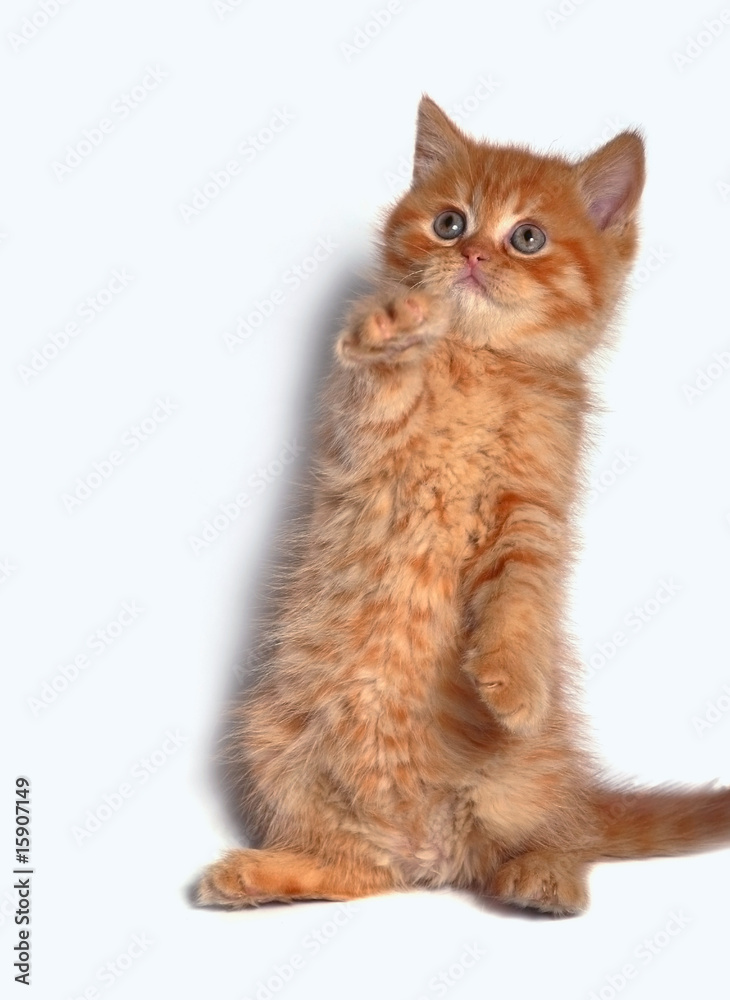 Fototapeta premium Red kitten.