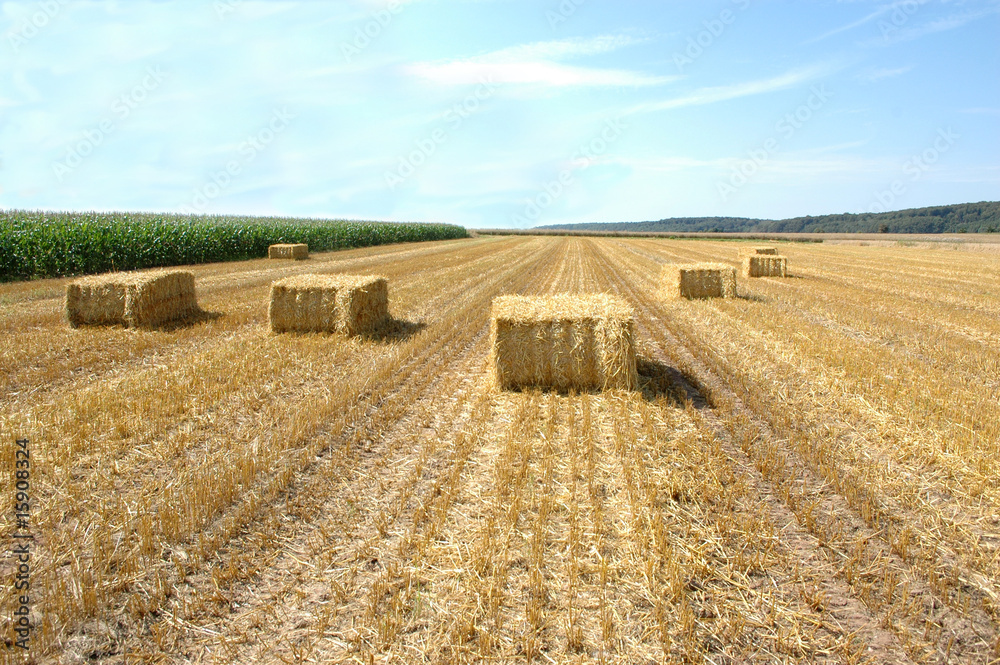Fototapeta premium Harvesting.