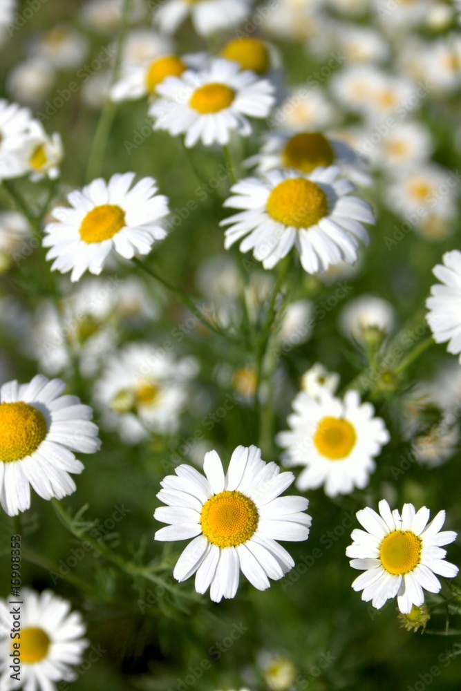 Obraz premium camomile