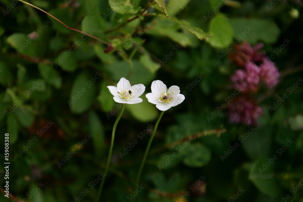 Two mini flowers