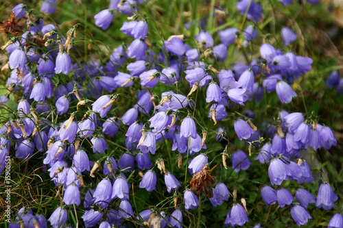 фотографія I fiori viola
