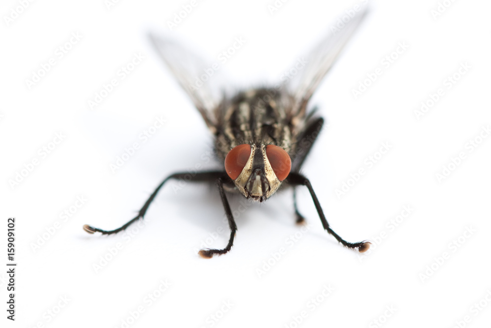 Fototapeta premium fly macro