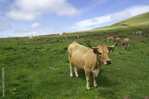 aubrac vache 18072009 © SARMAT