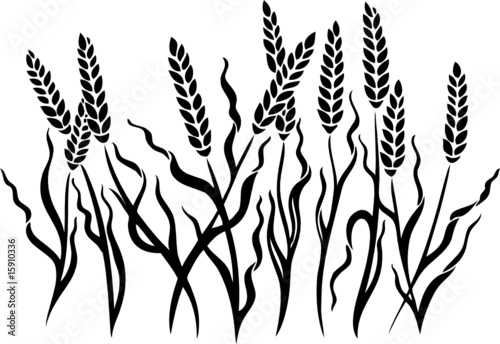 Kornfeld, Ähren, Herbst, Ernte, Kornähren