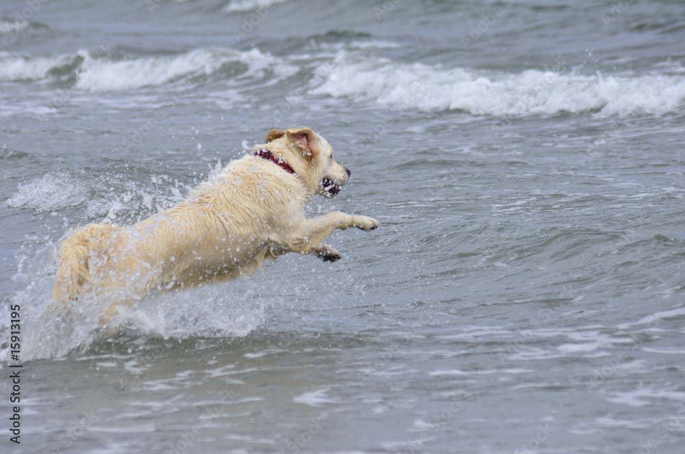 Retriever in water